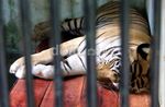 Medan Zoo Kini Punya Sepasang Harimau Benggala