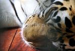 Medan Zoo Kini Punya Sepasang Harimau Benggala
