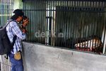 Medan Zoo Kini Punya Sepasang Harimau Benggala