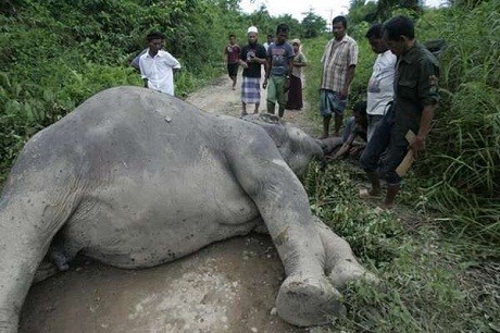 2 Gajah Ditemukan Mati di Taman Nasional di Riau
