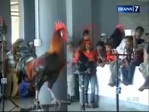 Festival Ayam Ketawa