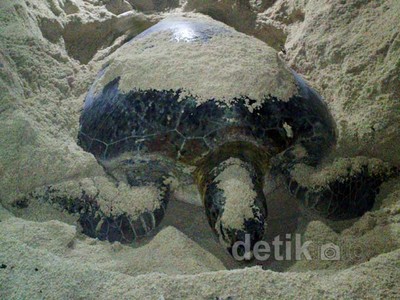 Melihat Proses Bertelur Penyu Hijau