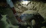Melihat Proses Bertelur Penyu Hijau