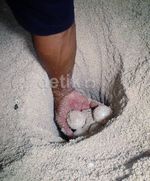 Melihat Proses Bertelur Penyu Hijau