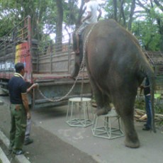 76 Satwa KBS Dipindah ke Kebun Binatang Mirah Fantasia Banyuwangi