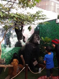 Nah, setelah berpetualang, pengunjung diajak untuk mengenal lebih dekan dengan binatang-binatang yang ada di Afrika. Dimulai dari keluarga monyet dan gorila (Avi/detikTravel)