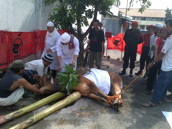 Rayakan Kemenangan Ganjar-Heru di Pilgub Jateng, PDIP Potong Sapi
