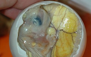 Balut, Janin Bebek yang Gurih Enak