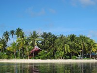 Sebelum tiba di Pulau Arborek, Anda bisa melihat pantai pasir putih dengan jelas. Lautan tenang dan pohon kelapa yang menjulan tinggi, jadi pemandangan sempurna untuk diabadikan dalam kamera (Afif/detikTravel)