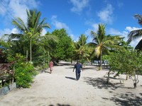 Di Raja Ampat, ada Pulau Arborek yang seluruh pulaunya terdapat pasir putih. Penduduk di sini pun biasa bertelanjang kaki, karena pasirnya halus saat disapu dengan kaki (Afif/detikTravel)