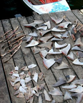 Apakah Konsumsi Daging Kuda dan Ikan Paus Pantas untuk Manusia?
