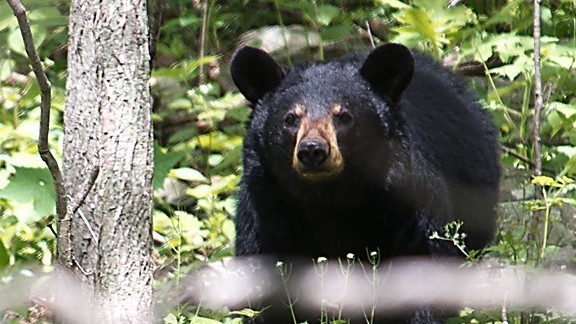 Dibekuk Polisi, Oknum Aparat DKI Juga Bisa Sediakan Beruang Madu