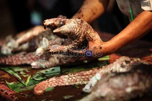 Hati-hati Saat Beli Peliharaan, Bisa Jadi Itu Hewan Langka
