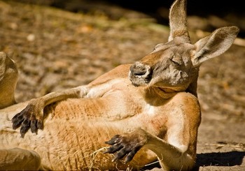     Graham McGeorge menangkap momentum saat kanguru ini tengah berjemur di bawah paparan matahari. (kredit foto: Graham McGeorge/National Geographic)