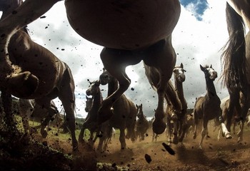 Kekuatan kuda Criollo di Cabanha Ipu terletak di Paran, Brasil. The Criollo adalah kuda asli Uruguay (1910), Argentina (1918), Brazil (1932) dan Paraguay. (kredit foto: Chris Schmid/National Geographic)
