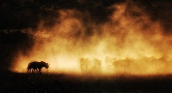     Foto kawanan wildebeest yang bergulat dengan debu saat matahari terbenam. Bayangan epik ini berhasil ditangkap oleh Seigal. (kredit foto: Max Seigal/National Geographic)