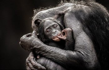     Cinta kasih ibu pada anaknya. Inilah foto yang dirangkap oleh McGeorge di kebun binatang Jacksonville Zoo, Florida. (kredit foto: Graham McGeorge)