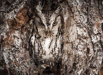     Burung hantu ini terlihat menyatu dengan pohon tempat ia menempel. Cerdik. (kredit foto: Graham McGeorge/National Geographic)     