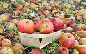 Jumlah Makanan Terbuang Berdampak Jumlah Pembuangan Air Dunia