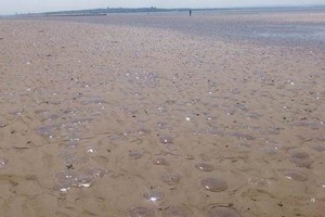 Fenomena Aneh, Ribuan Ubur-ubur Terdampar di Pantai Inggris