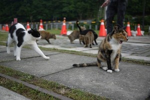 Miiaaw! Bekas Kota Tambang di Taiwan Jadi Penuh Kucing
