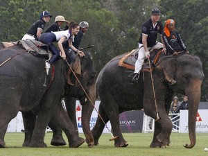 Para Waria Cantik Thailand Main Polo Gajah, Penasaran?