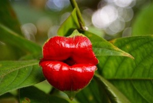 Muah! Ada Tanaman Mirip Bibir Seksi di Amerika Selatan