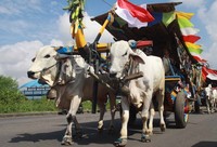 Gerobak Sapi merupakan salah satu alat transportasi zaman dulu yang sebagian masih dimiliki warga di DIY dan Jawa Tengah di tengah-tengah hiruk pikuk sarana transportasi motor/mobil.