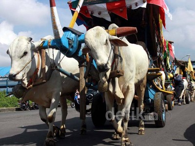 Meriahnya Festival Gerobak Sapi