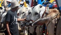 Para pemilik/supir gerobak sapi yang lebih dikenal dengan sebutan Bajiangan menyiapkan sapi yang akan mengikuti festival.