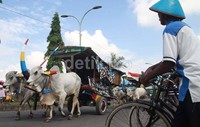 Peserta festival Gerobak Sapi 2013 berkeliling sekitar Dusun Malangan menjadi tontonan menarik warga masyarakat karena sudah jarang ditemukan lagi.