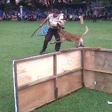 Polisi Gelar Lomba Ketangkasan Anjing Pelacak Pertama Kali di Indonesia