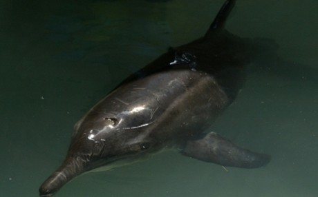 Diajak Foto Turis China, Lumba-lumba Terdampar Mati Mengenaskan