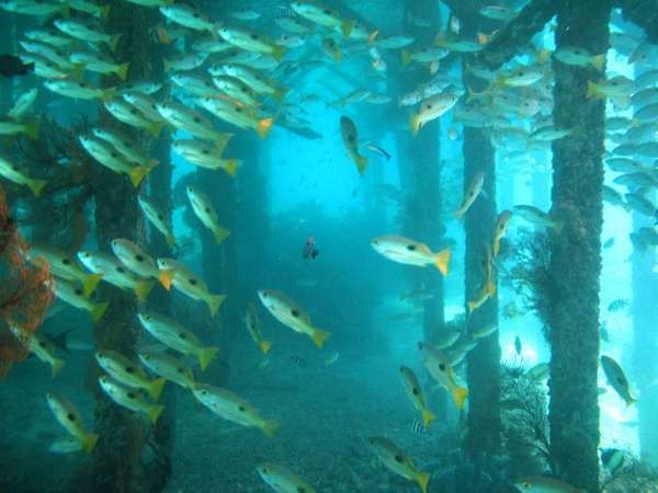 Derawan Lebih Cantik, Sipadan-Ligitan Punya Malaysia Kalah