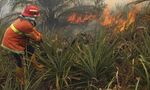 Hutan Terbakar, Riau Kembali Ekspor Asap