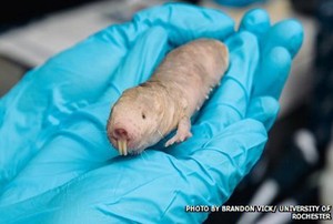Mencari Kunci Pengobatan Kanker Ganas dari Tikus Mole Telanjang