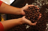 Setidaknya, bantuan senilai Rp 517 juta lebih digelontorkan dari anggaran corporate social responsibility (CSR) PLN untuk membangun pabrik pengolahan yang juga ditujukan sebagai pusat pelatihan, pengembangan, dan produksi coklat dan produksi nanas di Sulawei Utara. (Agus Trimukti/Humas PLN).