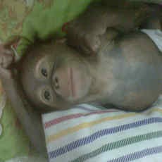 Rizky Lahir, Jumlah Orang Utan di KBS 13 Satwa