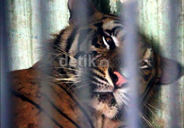 BBKSDA Siap Tangkap Harimau yang Terkam Manusia di Mandailing Natal