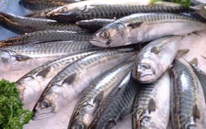 Rasa Cemas dan Gelisah Ternyata Bisa Diatasi dengan Makan Ikan