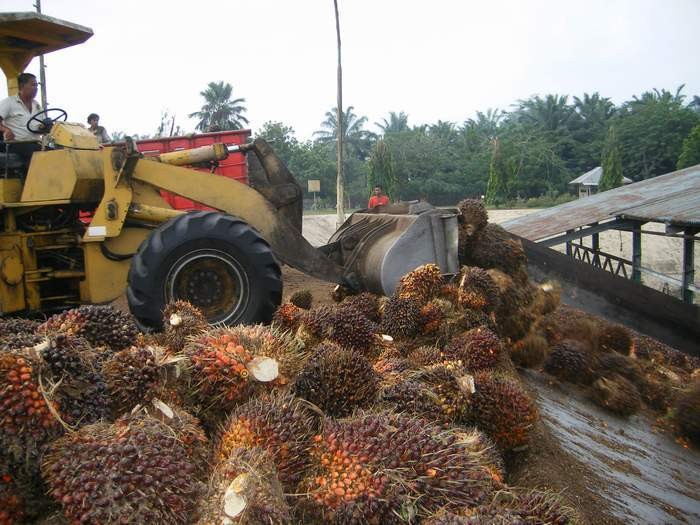 Kembangkan Pabrik, Produsen Sawit Grup Sinar Mas Siapkan Rp 1,15 Triliun