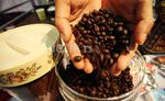 Produksi dan Ekspor Kopi Nasional Mulai Meningkat