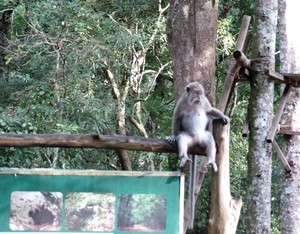 Jangan Kepalkan Tangan Saat Bertemu Monyet di Pangandaran