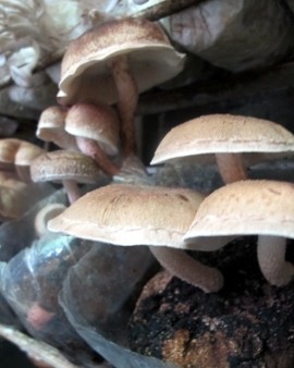 Jamur Tiram dan Jamur Shiitake Ternyata Punya Khasiat Hebat