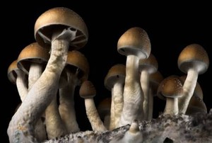 Usai Makan Jamur Ajaib, Pria Ini Lepas Penisnya dengan Tangan Kosong
