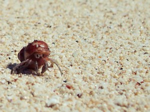 Pantai Buyutan, Keindahan Berteman Sepi