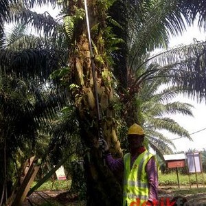 Kementerian Ini Keberatan Ada Kebun Sawit Gusur Sawah, Kenapa?