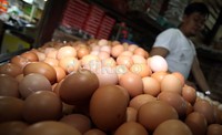 Harga telur ayam rata-rata naik Rp 2 ribu per Kg, atau dalam persentase mengalami kenaikan 16% sampai 25%.