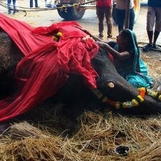 Duh! Dipaksa Kerja Tanpa Henti, Gajah Betina Mati Mengenaskan di India