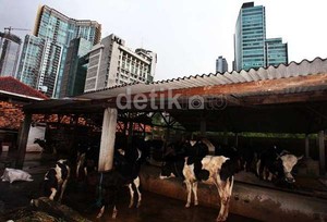 Lahan Peternakan Sapi di Mega Kuningan Pernah Ditawar Rp 30 Juta/meter